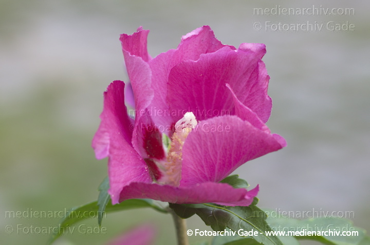 Hibiskus (Hibiscus)
18. 8. 2011. Berlin. Rehberge. Flora. Pflanzen.  Strauch. Sträucher. Hibiskus (Hibiscus) Blüten
Schlüsselwörter: 2011;Berlin;Eibisch;Flora;Hibiscus;Hibiskus;Natur;Pflanzen;plants;Rehberge;Strauch;Sträucher;Wedding;Blüte