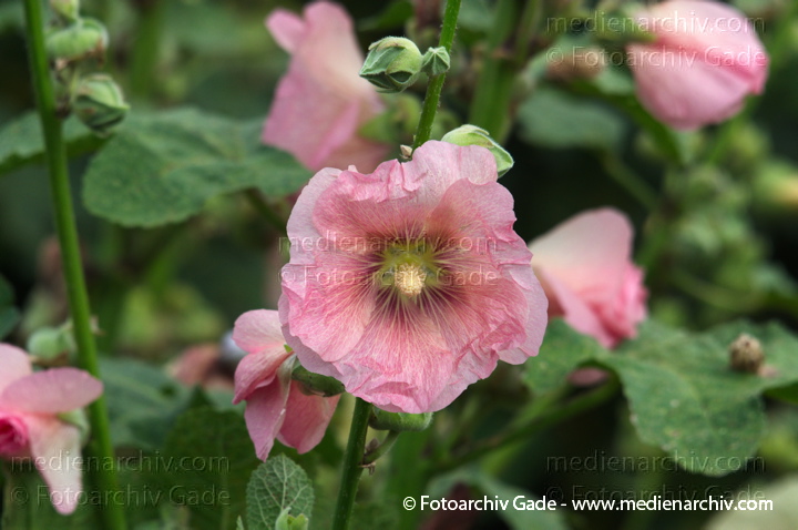Hibiskus (Hibiscus)
28. 7. 2012. Brandenburg. Linum. Flora. Pflanzen. Hibiskus
Schlüsselwörter: 2012;Brandenburg;Eibisch;Flora;Hibiscus;Hibiskus;Linum;Natur;Pflanzen;plants;Vehlefanz;Blüte