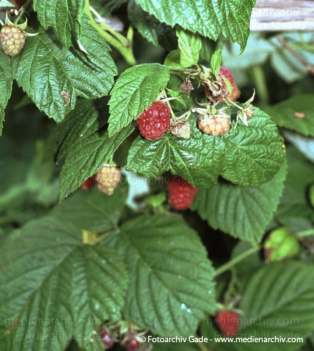 August 2001. Flora. Pflanzen. Strauch. Sträucher. Himbeere (Rubus idaeus).
Schlüsselwörter: Himbeere;Natur;Pflanzen;plants;Strauch;2001;Flora;Sträucher