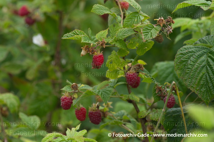 Juli 2011. Mecklenburg-Vorpommern. Carwitz. Flora. Pflanzen. Strauch. Sträucher. Himbeeren. Frucht. Früchte
Schlüsselwörter: Carwitz;Flora;Frucht;Früchte;Himbeeren;Mecklenburg-Vorpommern;Natur;Pflanzen;plants;Strauch;2011;Blüten;Sträucher