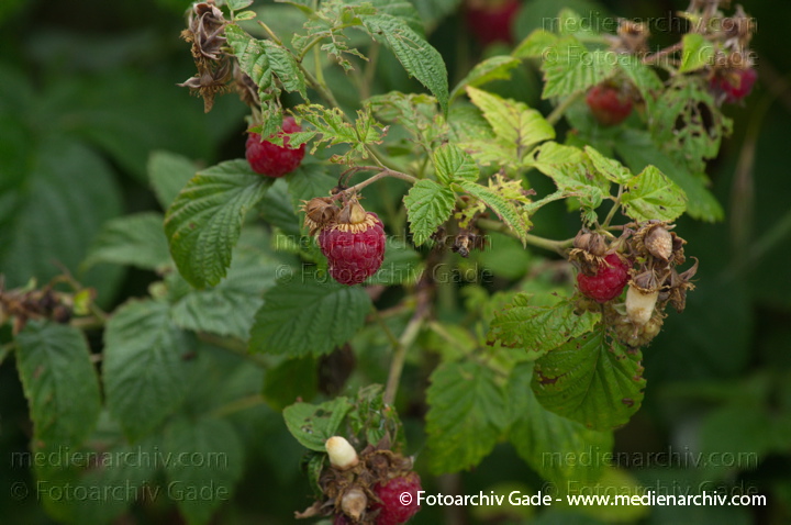 Juli 2011. Mecklenburg-Vorpommern. Carwitz. Flora. Pflanzen. Strauch. Sträucher. Himbeeren. Frucht. Früchte
Schlüsselwörter: Carwitz;Flora;Frucht;Früchte;Himbeeren;Mecklenburg-Vorpommern;Natur;Pflanzen;plants;Strauch;2011;Blüten;Sträucher