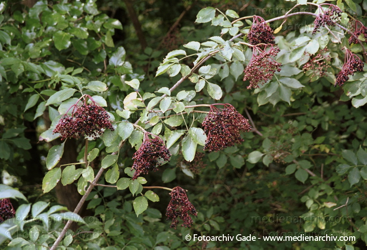 August 2001.  Flora. Pflanzen. Strauch. Sträucher. Schwarzer Holunder (Sambucus nigra).
Schlüsselwörter: Flora;Holunder;Natur;Pflanzen;plants;Strauch;2001;Deutschland;Sträucher