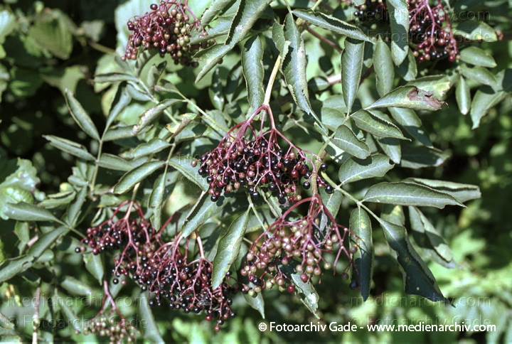 August 2001.  Flora. Pflanzen. Strauch. Sträucher. Schwarzer Holunder (Sambucus nigra).
Schlüsselwörter: Flora;Holunder;Natur;Pflanzen;plants;Strauch;2001;Deutschland;Sträucher