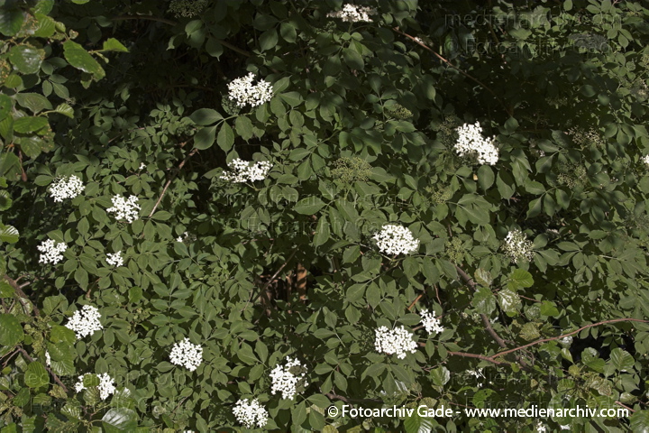 Blühender Holunder. 
20. Juni 2005. Mecklenburg-Vorpommern, Carwitz. Flora. Pflanzen. Strauch. Sträucher. Blühender Holunder. Blüte.
Schlüsselwörter: Flora;Holunder;Natur;Pflanzen;plants;Strauch;2005;Blüte;Sträucher