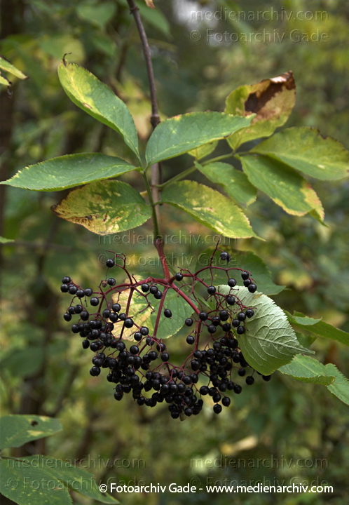 Holunder (Sambucus)
12. 10. 2008. Flora. Pflanzen. Strauch. Sträucher. Holunder (Sambucus) Früchte. Beeren
Schlüsselwörter: 2008;Flora;Früchte;Holunder;Natur;Pflanzen;plants;Sambucus;Strauch;Sträucher