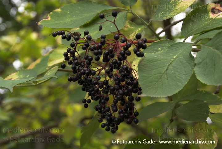 Holunder (Sambucus)
12. 10. 2008. Flora. Pflanzen. Strauch. Sträucher. Holunder (Sambucus) Früchte. Beeren
Schlüsselwörter: 2008;Flora;Früchte;Holunder;Natur;Pflanzen;plants;Sambucus;Strauch;Sträucher