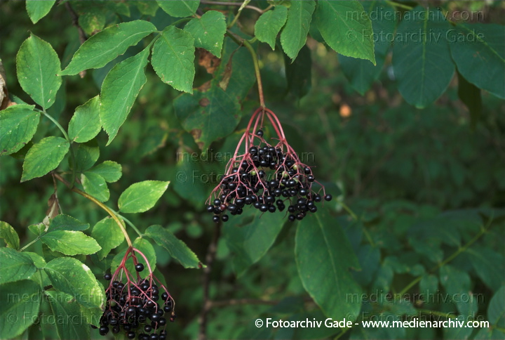 Holunder (Sambucus)
8. 8. 2009. Flora. Pflanzen. Strauch. Sträucher. Holunder (Sambucus) Früchte. Beeren
Schlüsselwörter: 2009;Flora;Früchte;Holunder;Natur;Pflanzen;plants;Sambucus;Strauch;Sträucher