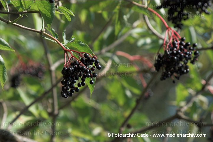 Holunder (Sambucus)
20. 9. 2009. Flora. Pflanzen. Strauch. Sträucher. Holunder (Sambucus) Früchte. Beeren
Schlüsselwörter: 2009;Flora;Früchte;Holunder;Natur;Pflanzen;plants;Sambucus;Strauch;Sträucher