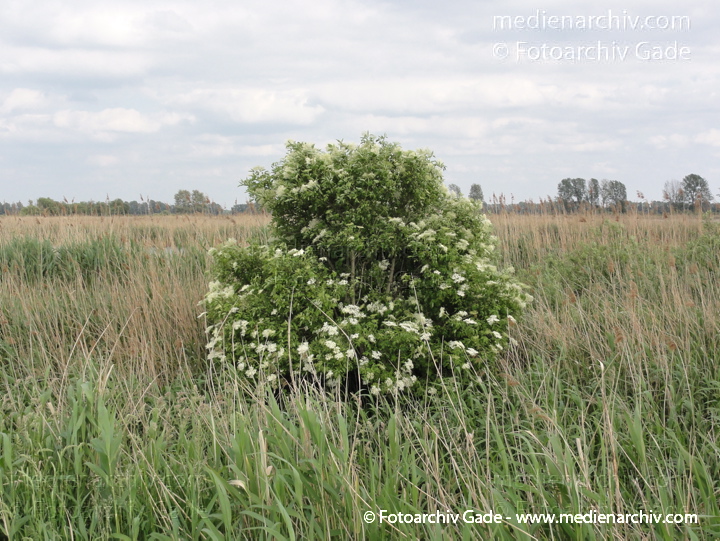 29. 5. 2011. Brandenburg. Linum. Flora. Pflanzen. Strauch. Busch. Holunder mit Blüten.
Schlüsselwörter: Busch;Flora;Holunder;Linum;Natur;Pflanzen;plants;Strauch;2011;Brandenburg;Sträucher