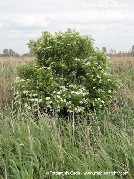 29. 5. 2011. Brandenburg. Linum. Flora. Pflanzen. Strauch. Busch. Holunder mit Blüten.
Schlüsselwörter: Busch;Flora;Holunder;Linum;Natur;Pflanzen;plants;Strauch;2011;Brandenburg;Sträucher