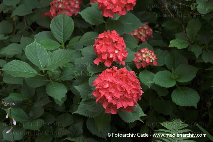 Strauch. Hortensien (Hydrangea) Rote Blüten
28.  6. 2009. Flora. Pflanzen. Strauch. Hortensien (Hydrangea) Rote Blüten
Schlüsselwörter: 2009;Berlin;Blüte;Flora;Hortensien;Hydrangea;Natur;Pflanzen;plants