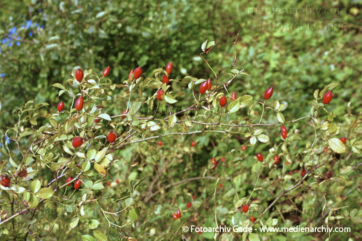 Hunds-Rose (Rosa canina) Hundsrose. Hagebutten
Oktober 2001. Hagebutte (Rosa canina) Früchte verschiedener Rosenarten. Wildrosen
Schlüsselwörter: 2001;Flora;Hagebutten;Hunds-Rose;Hundsrose;Pflanzen;Rosa canina;Rosen;Strauch;Wildrose