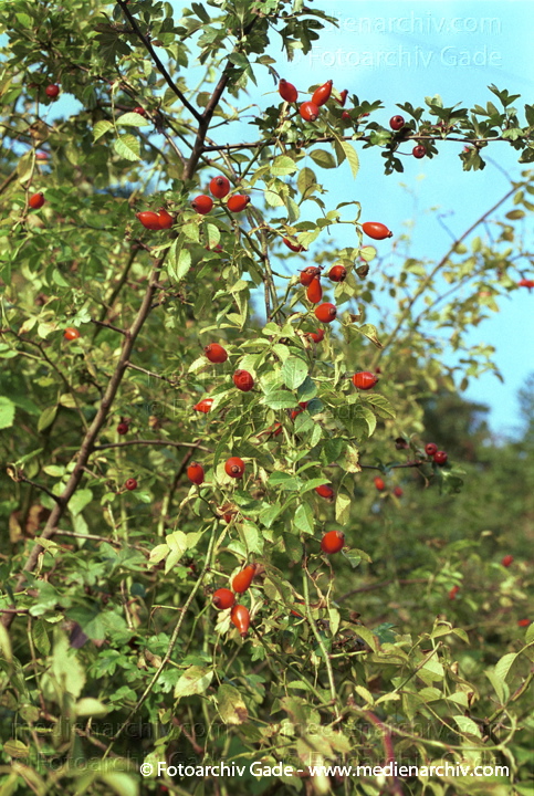 Hunds-Rose (Rosa canina) Hundsrose. Hagebutten
Oktober 2001. Hagebutte (Rosa canina) Früchte verschiedener Rosenarten. Wildrosen
Schlüsselwörter: 2001;Flora;Hagebutten;Hunds-Rose;Hundsrose;Pflanzen;Rosa canina;Rosen;Strauch;Wildrose