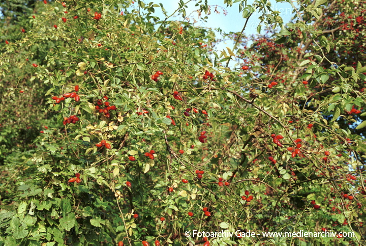 Hunds-Rose (Rosa canina) Hundsrose. Hagebutten
November 2001. Hagebutte (Rosa canina) Früchte verschiedener Rosenarten. Wildrosen
Schlüsselwörter: 2001;Flora;Hagebutten;Hunds-Rose;Hundsrose;Pflanzen;Rosa canina;Rosen;Strauch;Wildrose
