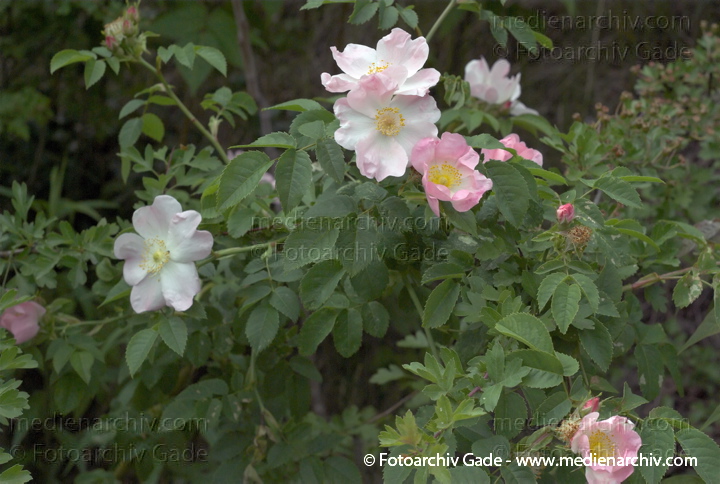 Rose. Rosa spec. 
17. 5. 2007. Berlin. Flora. Pflanzen. Strauch. Sträucher.  Rose (Rosa spec.).   Rosengewächse (Rosaceae).
Schlüsselwörter: Blüten;Flora;Frühling;Natur;Pflanzen;2007;Berlin;plants