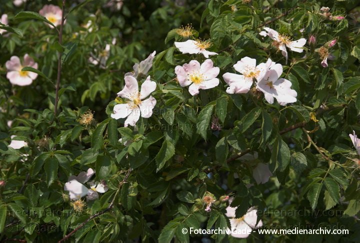 Blüten am Strauch. Hundsrose. Rosa canina
3.  Juni 2008. Feldberger Seenlandschaft. Flora. Pflanzen. Blüten am Strauch. Hundsrose. Rosa canina
Schlüsselwörter: 2008;Blüte;Carwitz;Dreetzsee;Feldberger Seenlandschaft;Flora;Hundsrose;Mecklenburg-Vorpommern;Natur;Pflanzen;plants;Rosa canina;Strauch;Sträucher