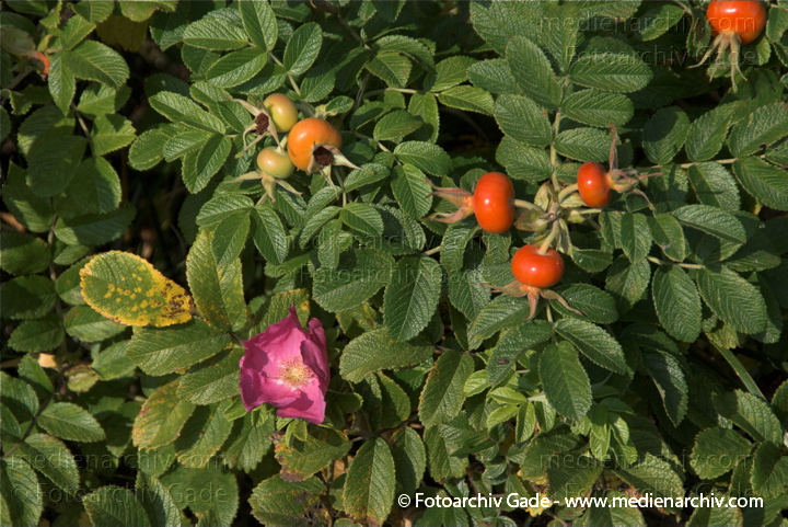   
27. 9. 2009. Mecklenburg-Vorpommern. Insel Rügen. Prora Flora. Pflanzen.
Schlüsselwörter: Insel;Mecklenburg-Vorpommern;Natur;Pflanzen;plants;Prora;Rügen;Strauch;2009;Flora;Sträucher