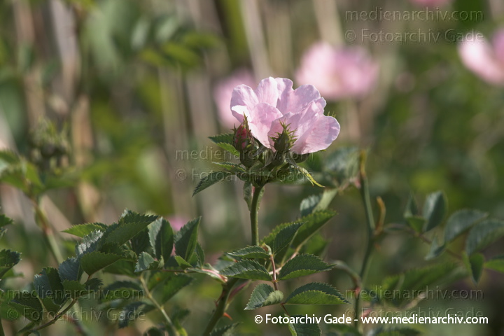 Hunds-Rose (Rosa canina) Hundsrose
29. 5. 2011. Brandenburg. Linum. Flora. Pflanzen. Strauch. Sträucher. Hunds-Rose (Rosa canina) Hundsrose. Blüte
Schlüsselwörter: 2011;Brandenburg;Flora;Hunds-Rose;Hundsrose;Linum;Natur;Pflanzen;plants;Rosa canina;Strauch;Sträucher