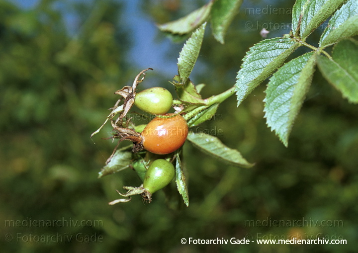 August 2001.  Flora. Pflanzen. Strauch. Sträucher. Wein-Rose (Rosa rubiginosa). Hagebutten.
Schlüsselwörter: Flora;Hagebutte;Natur;Pflanze;Pflanzen;plants;2001;Deutschland;Rosa rubiginosa