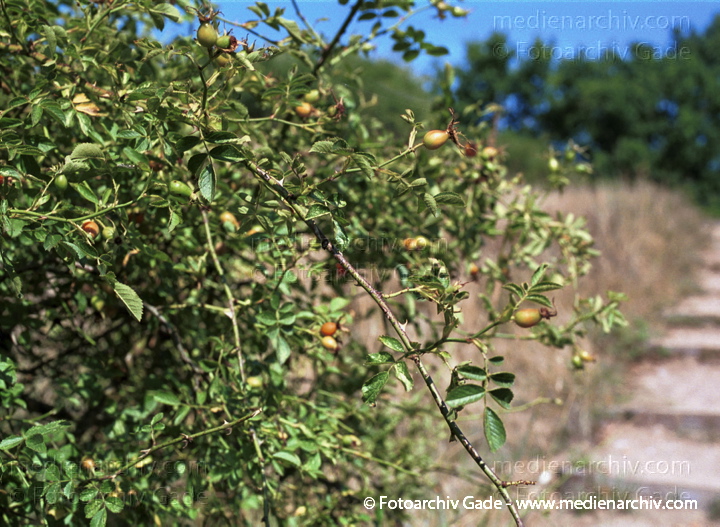 August 2001.  Flora. Pflanzen. Strauch. Sträucher. Wein-Rose (Rosa rubiginosa).
Schlüsselwörter: Flora;Hagebutte;Natur;Pflanze;Pflanzen;plants;2001;Deutschland;Rosa rubiginosa