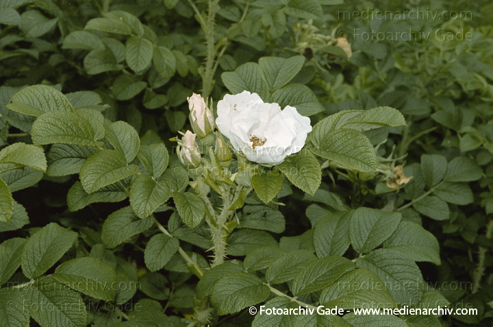 Pflanzen. Flora.
Schlüsselwörter: Blume;Blumen;Blüten;Flora;Hagebutten;Kartofel-Rose;Natur;Nutzpflanze;Nutzpflanzen;Pflanze;Pflanzen;plants;Rosa rugosa;2002;Berlin;Rosengewächse