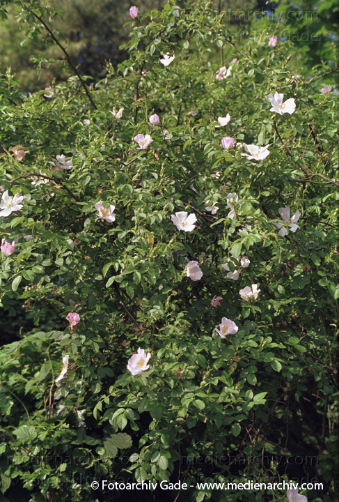 1968. Persien. Iran. Flora. Pflanzen. Rosengewächse
Hund-Rose (Rosa canina) Volksnamen: Hagebutte, Helfestude, Hiffenmark, Hetsche- petsch, Heckenrose.
Schlüsselwörter: Blumen;Blüten;Flora;Hagebutte;Heckenrose;Heilpflanze;Helfestude;Hetschepetsch;Hiffenmark;Hunds Rose;Iran;Natur;Persien;Pflanze;Pflanzen;plants;1968;Blume;Rosa canina