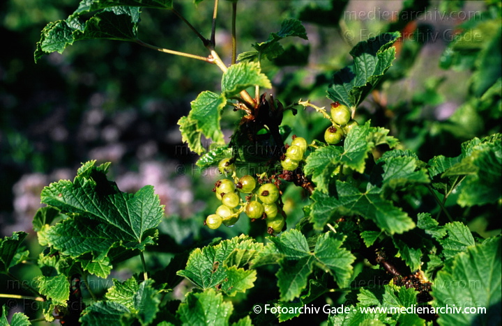 1997.  Mecklenburg-Vorpommern. Flora. Pflanzen. Strauch. Sträucher. Johannisbeere.
Schlüsselwörter: Flora;Johannisbeere;Natur;Pflanzen;plants;Strauch;1997;Deutschland;Sträucher