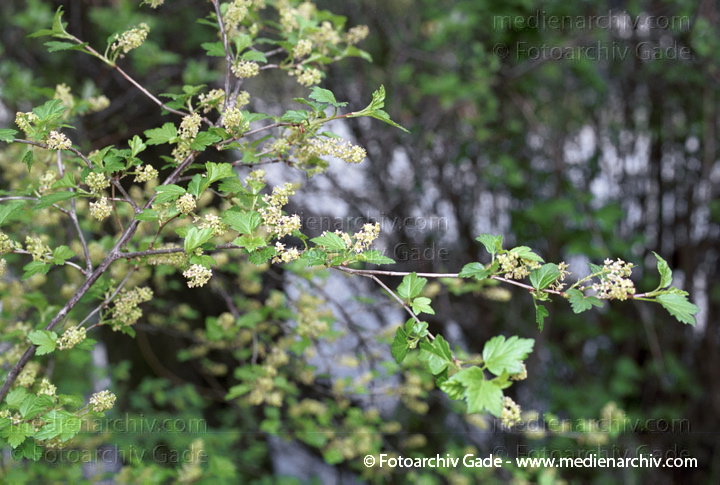 Strauch. Johannisbeere (Ribes)
22. 4. 2002. Flora.  Pflanzen. Strauch. Sträucher. Johannisbeeren (Ribes)
Schlüsselwörter: 2002;Berlin;Deutschland;Flora;Johannisbeere;Johannisbeeren;Natur;Pflanzen;plants;Ribes;Strauch;Sträucher