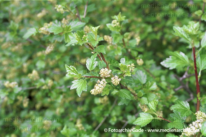 Strauch. Johannisbeere (Ribes)
22. 4. 2002. Flora.  Pflanzen. Strauch. Sträucher. Johannisbeeren (Ribes)
Schlüsselwörter: 2002;Berlin;Deutschland;Flora;Johannisbeere;Johannisbeeren;Natur;Pflanzen;plants;Ribes;Strauch;Sträucher