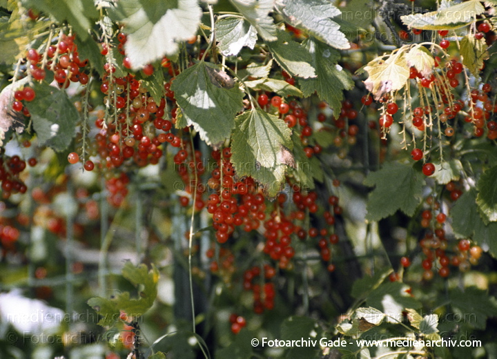 Strauch. Johannisbeere (Ribes)
27. 7. 2002. Flora.  Pflanzen. Strauch. Sträucher. Johannisbeeren (Ribes)
Schlüsselwörter: 2002;Blume;Blumen;Blüte;Brandenburg;Flora;Johannisbeeren;Natur;Pflanzen;Pflasnze;plants;Ribes;Ribes rubrum;Rote Johannisbeere;Stachelbeergewächse;Strauch;Sträucher