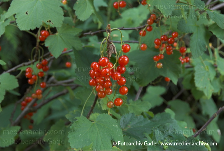 Pflanzen
6. 2008. Niedersachsen. Hemmoor. Flora. Pflanzen.
Schlüsselwörter: Natur;Pflanzen;plants;Strauch;2008;Flora;Sträucher
