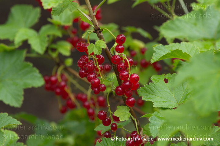 Juli 2011. Mecklenburg-Vorpommern. Carwitz. Flora. Pflanzen. Strauch Sträucher. Rote Johannisbeeren. Früchte. Frucht
Schlüsselwörter: Carwitz;Flora;Frucht;Früchte;Mecklenburg-Vorpommern;Natur;Pflanzen;plants;Rote Johannisbeeren;Strauch;2011;Blüten;Sträucher