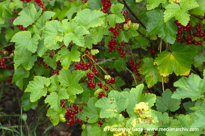 Juli 2011. Mecklenburg-Vorpommern. Carwitz. Flora. Pflanzen. Strauch Sträucher. Rote Johannisbeeren. Früchte. Frucht
Schlüsselwörter: Carwitz;Flora;Frucht;Früchte;Mecklenburg-Vorpommern;Natur;Pflanzen;plants;Rote Johannisbeeren;Strauch;2011;Blüten;Sträucher