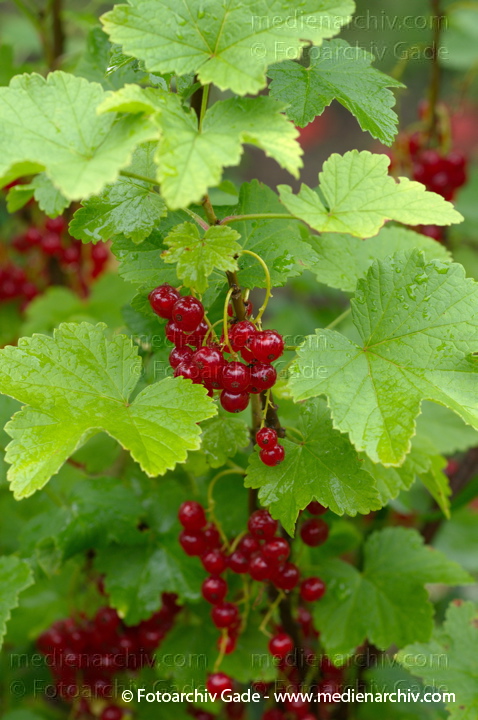 Juli 2011. Mecklenburg-Vorpommern. Carwitz. Flora. Pflanzen. Strauch Sträucher. Rote Johannisbeeren. Früchte. Frucht
Schlüsselwörter: Carwitz;Flora;Frucht;Früchte;Mecklenburg-Vorpommern;Natur;Pflanzen;plants;Rote Johannisbeeren;Strauch;2011;Blüten;Sträucher