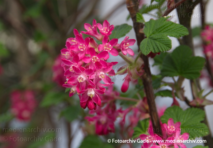 Blut-Johannisbeere (Ribes sanguineum)
5. 4. 2014. Berlin. Flora. Pflanzen. Strauch. Sträucher. Blut-Johannisbeere (Ribes sanguineum) Rote Blüten
Schlüsselwörter: 2014;Berlin;Blut-Johannisbeere;Flora;Germany;Johannisbeere;Pflanzen;Ribes sanguineum