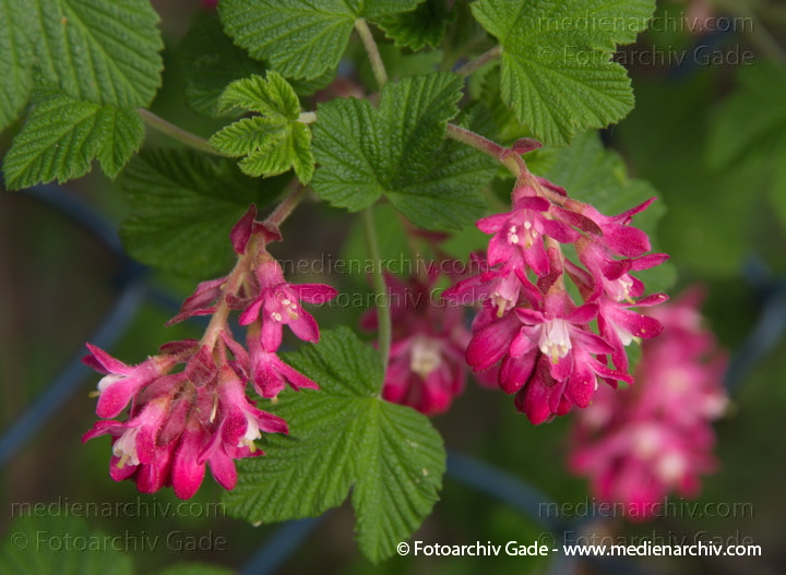 Blut-Johannisbeere (Ribes sanguineum)
5. 4. 2014. Berlin. Flora. Pflanzen. Strauch. Sträucher. Blut-Johannisbeere (Ribes sanguineum) Rote Blüten
Schlüsselwörter: 2014;Berlin;Blut-Johannisbeere;Flora;Germany;Johannisbeere;Pflanzen;Ribes sanguineum