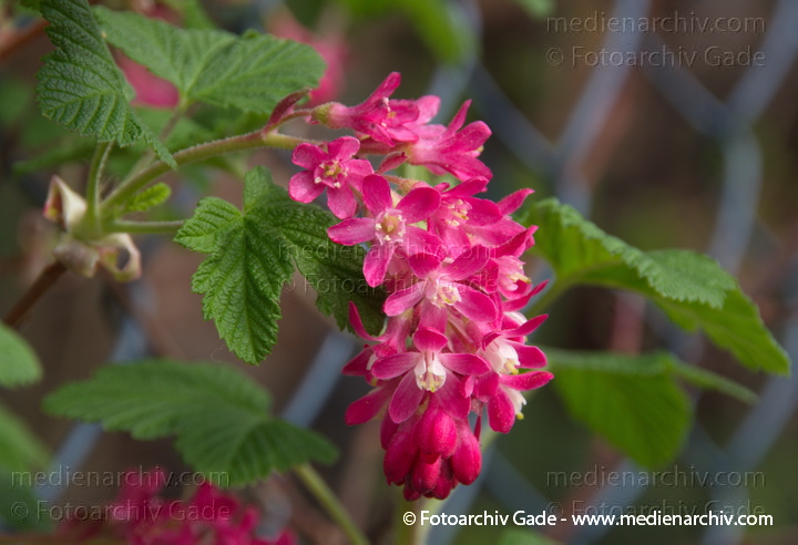 Blut-Johannisbeere (Ribes sanguineum)
5. 4. 2014. Berlin. Flora. Pflanzen. Strauch. Sträucher. Blut-Johannisbeere (Ribes sanguineum) Rote Blüten
Schlüsselwörter: 2014;Berlin;Blut-Johannisbeere;Flora;Germany;Johannisbeere;Pflanzen;Ribes sanguineum