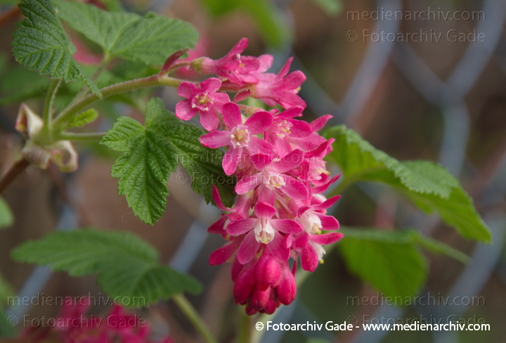 Blut-Johannisbeere (Ribes sanguineum)
5. 4. 2014. Berlin. Flora. Pflanzen. Strauch. Sträucher. Blut-Johannisbeere (Ribes sanguineum) Rote Blüten
Schlüsselwörter: 2014;Berlin;Blut-Johannisbeere;Flora;Germany;Johannisbeere;Pflanzen;Ribes sanguineum