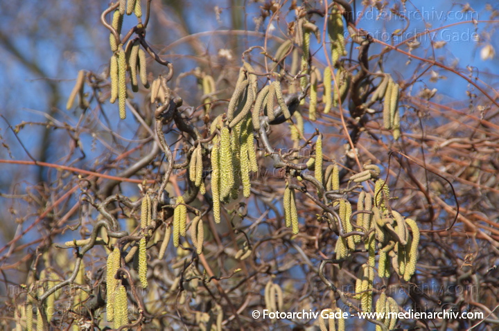 Gemeine Hasel (Corylus avellana)
24.  2. 2014. Berlin. Flora. Pflanzen. Blüten. Strauch. Gemeine Hasel (Corylus avellana)
Schlüsselwörter: 2014;Berlin;Blüte;Corylus avellana;Flora;Gemeine Hasel;Pflanzen;plants;Strauch