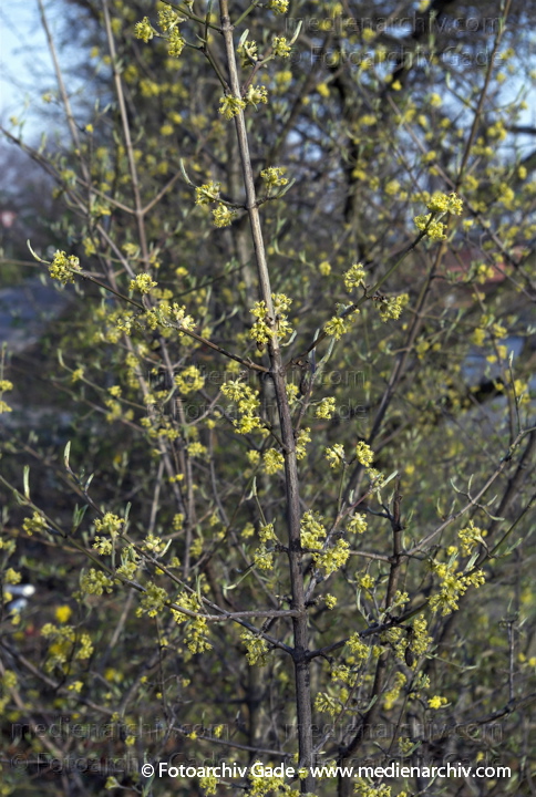 Kornelkirsche. Cornus mas
1. 4. 2007. Berlin. Flora. Pflanzen. Frühling. Blüten. Kornelkirsche (Cornus mas).   Hartriegelgewächse (Cornaceae).
Schlüsselwörter: Flora;Frühling;Natur;Pflanzen;plants;Strauch;2007;Blüten;Sträucher