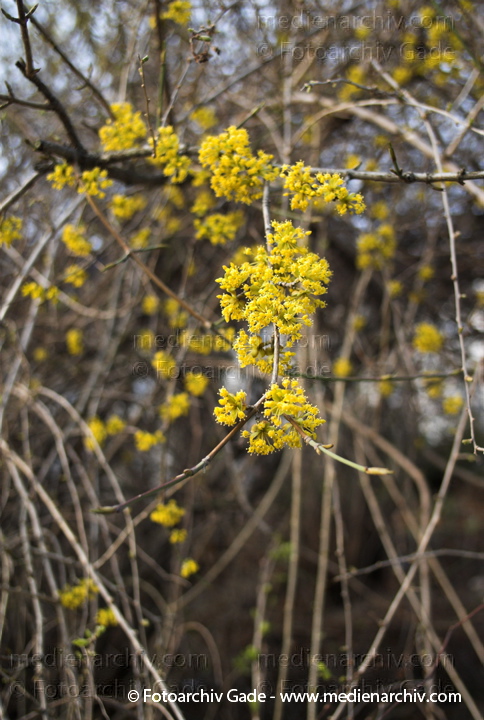 Kornelkirsche (Cornus mas)
24. 2. 2008. Flora. Pflanzen. Strauch. Sträucher. Kornelkirsche (Cornus mas) Gelbe Blüten
Schlüsselwörter: Pflanzen;plants;Strauch;Flora;Natur;Sträucher;2008;Kornelkirsche;Cornus mas;Blüte