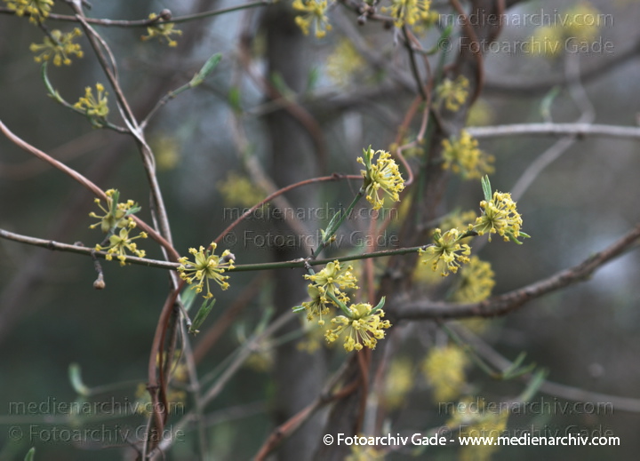Kornelkirsche. Cornus mas
11.  4. 2010. Berlin. Berlin-Mitte. Wedding. Flora. Pflanzen. Baum. Bäume. Frühling. Kornelkirsche (Cornus mas)
Schlüsselwörter: 2010;Baum;Berlin;Berlin-Mitte;blühend;Blüte;Bäume;Cornus mas;Flora;Frühling;Kornelkirsche;Natur;Pflanzen;plants;Wedding