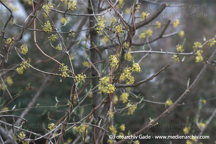 Kornelkirsche. Cornus mas
11.  4. 2010. Berlin. Berlin-Mitte. Wedding. Flora. Pflanzen. Baum. Bäume. Frühling. Kornelkirsche (Cornus mas)
Schlüsselwörter: 2010;Baum;Berlin;Berlin-Mitte;blühend;Blüte;Bäume;Cornus mas;Flora;Frühling;Kornelkirsche;Natur;Pflanzen;plants;Wedding