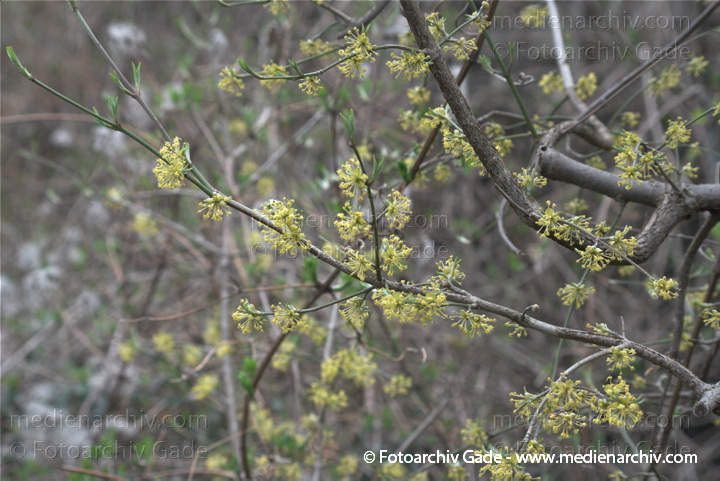 Kornelkirsche. Cornus mas
11.  4. 2010. Berlin. Berlin-Mitte. Wedding. Flora. Pflanzen. Baum. Bäume. Frühling. Kornelkirsche (Cornus mas)
Schlüsselwörter: 2010;Baum;Berlin;Berlin-Mitte;blühend;Blüte;Bäume;Cornus mas;Flora;Frühling;Kornelkirsche;Natur;Pflanzen;plants;Wedding