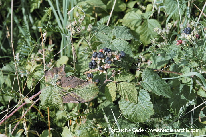 24. August 2002.  Mecklenburg-Vorpommern. Carwitz. Flora. Pflanzen. Strauch. Sträucher. Kratzbeere (Rubus caesius).
Schlüsselwörter: Deutschland;Flora;Kratzbeere;Mecklenburg-Vorpommern;Natur;Pflanzen;plants;Strauch;2002;Carwitz;Sträucher