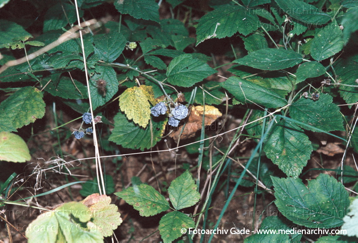 24. August 2002.  Mecklenburg-Vorpommern. Carwitz. Flora. Pflanzen. Strauch. Sträucher. Kratzbeere (Rubus caesius).
Schlüsselwörter: Deutschland;Flora;Kratzbeere;Mecklenburg-Vorpommern;Natur;Pflanzen;plants;Strauch;2002;Carwitz;Sträucher