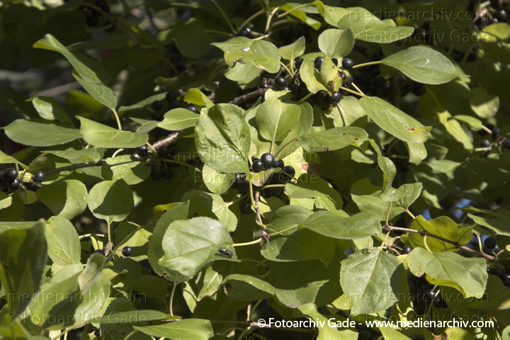 Blätter Früchte Strauch Sträucher Blüten  Kreuzdorngewächse.  Rhamnaceae
16. 9. 2006. Berlin. Flora Pflanzen Blätter Früchte Strauch Sträucher Blüten Baum Kreuzdorngewächse ( Rhamnaceae) . Gemeiner Kreuzdorn. Purgier-Kreuzdorn (Rhamnus cathartica)
Schlüsselwörter: Berlin;Blätter;Blüten;Flora;Früchte;gemeiner Kreuzdorn;Kreuzdorngewächse;Natur;Naturfarbstoff;Pflanzen;plants;Purgier-Kreudorn;Rhamnaceae;Strauch;2006;Baum;Sträucher