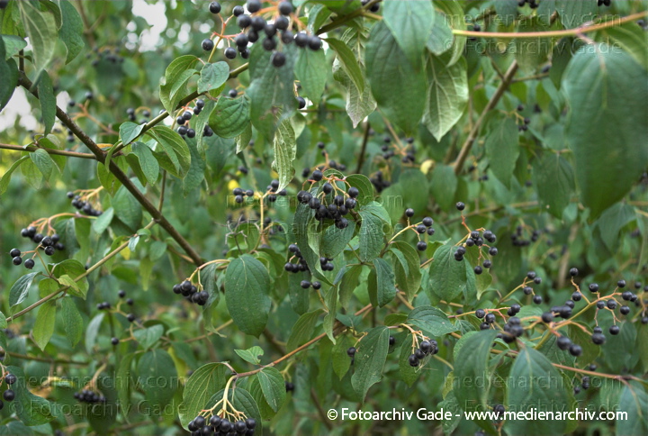 Kreuzdorn (Rhamnus)
2009.  Flora. Pflanzen. Strauch. Sträucher. Kreuzdorn (Rhamnus)
Schlüsselwörter: 2009;Flora;Kreuzdorn;Natur;Pflanzen;plants;Rhamnus;Strauch;Sträucher