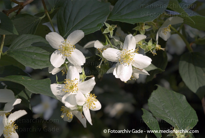  Blüten. Frühling. Lemoines Pfeifenstrauch
6. 6. 2007. Berlin. Flora Pflanzen. Blüten. Frühling. Lemoines Pfeifenstrauch (Philadelphus x lemoinei).    Hortensiengewächse (Hydrangeaceae).
Schlüsselwörter: Flora;Natur;Pfeifenstrauch;Pflanzen;plants;Strauch;2007;Berlin;Sträucher