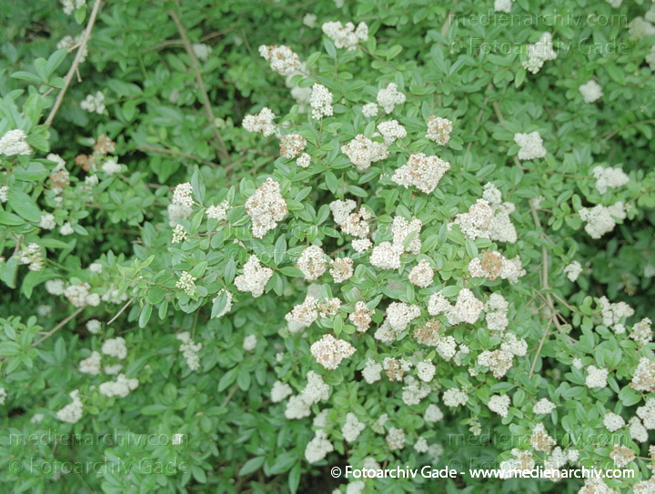 Gemeiner Liguster. Ligustrum vulgare
Juli 2001. Mecklenburg-Vorpommern. Fischland. Ostseeküste. Flora. Pflanzen. Gemeiner Liguster (Ligustrum vulgare).   Ölbaumgewächse (Oleaceae).
Schlüsselwörter: Flora;Natur;Pflanzen;plants;Strauch;2001;Blüten;Sträucher